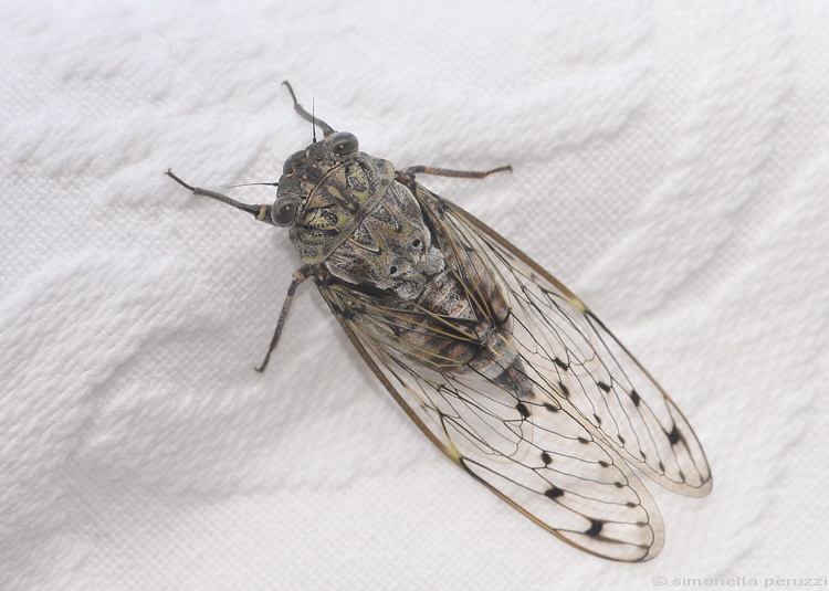 Cicada orni